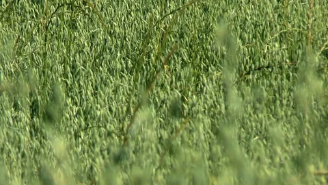 Oats on a field Stock Footage 95165562