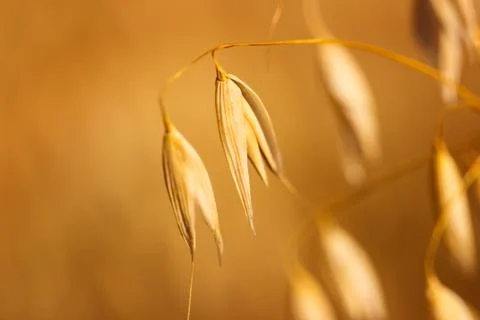 Oats field Stock Photos