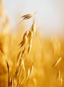 Oats field Stock Photos