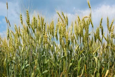 Oats field 写真素材