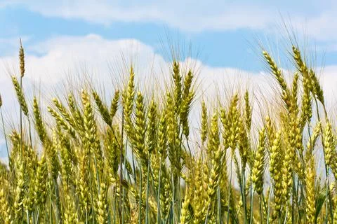 Oats field Stock Photos