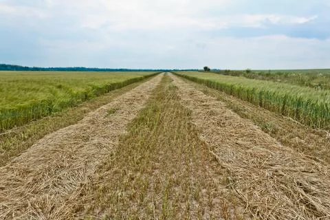 Oats field 写真素材