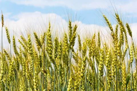 Oats field Stock Photos