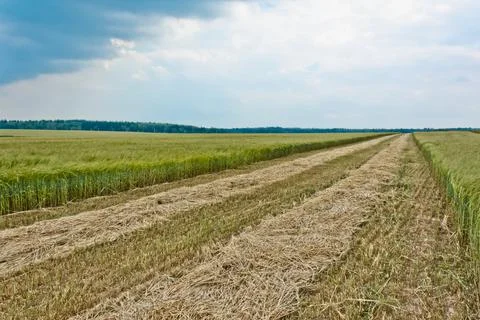 Oats field Stock Photos