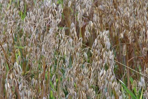 Oats field Stock Photos