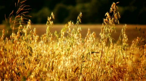 Oats Stock Footage 152822