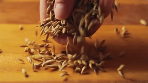 Oats Stock Footage 74958248