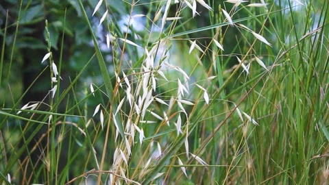 Oats Stock Footage 338401582