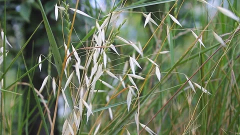 Oats Stock Footage 338401632