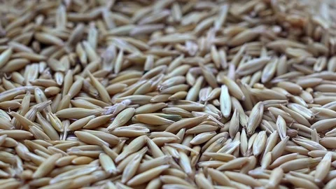 Oats grain Stock-Footage 73632042