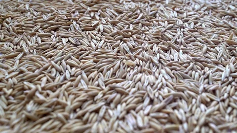 Оats grain Stock Footage 73632147