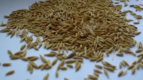 Oats grans Stock Footage 73631906