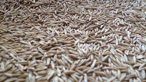 Oats grans Stock Footage 73631959