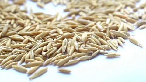 Oats grans Stock Footage 73632019