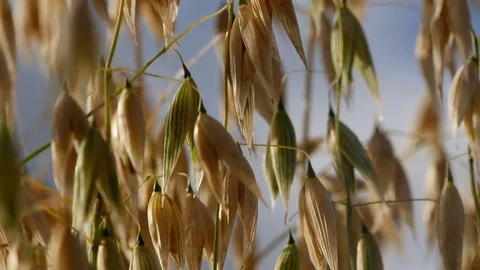 Oats growing, close up Stock Footage 77337238