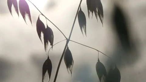 Oats growing, CU, silhouetted against evening sky Stock Footage 77337299