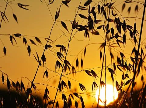 Oats growing in a field Stock Photos