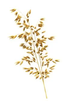 Oats Stock Illustration