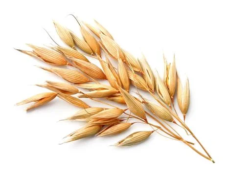 Oats isolated. Stock Photos