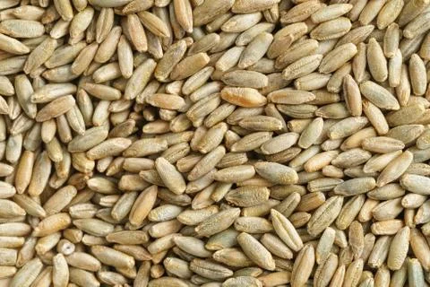 Oats Foto stock