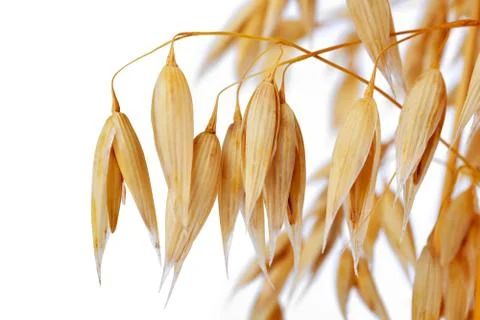 Oats Stock Photos