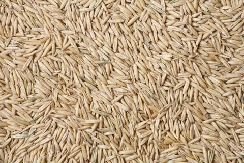 Oats Stock Photos