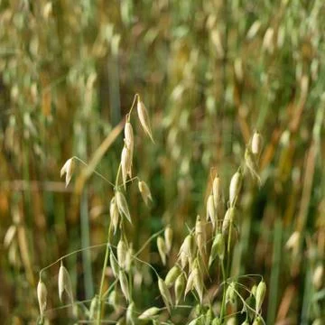 Oats Stock Photos