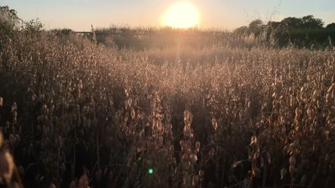 Oats ripening at sunset Stock Footage 157603528