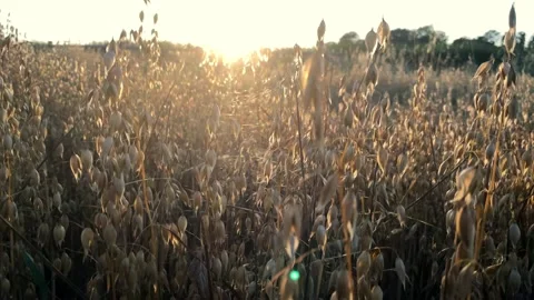 Oats ripening at sunset Stock Footage 157603574