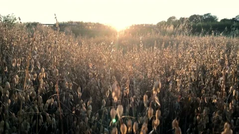 Oats ripening at sunset, push shot Stock Footage 157603585