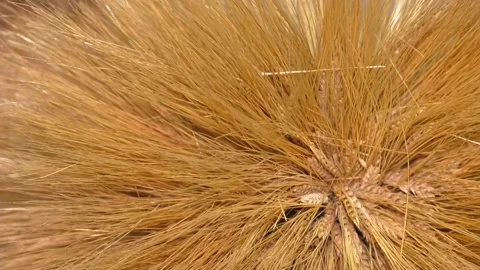 Oats seed. Bunch of oats close up. Video stock 99008317