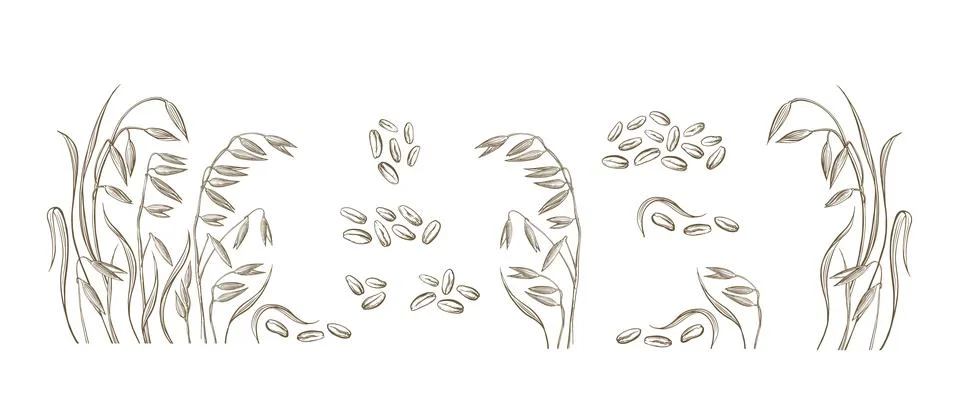 Oats set. Vector hand draw plant, seed. Farm food Stock Illustration