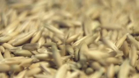 Oats in shell. Stockbeeldmateriaal 104049753