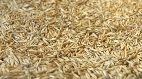 Oats in shell. Видео 104049783