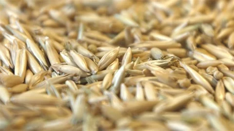 Oats in shell. Видео 104049948