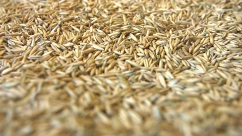 Oats in shell. Видео 104049975