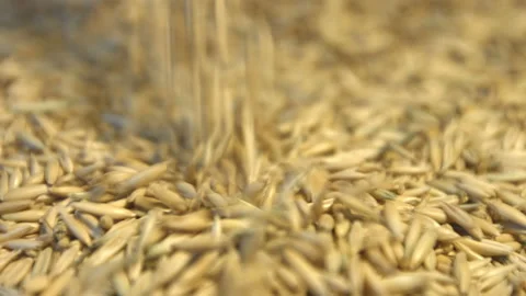 Oats in shell. Stockbeeldmateriaal 121975121