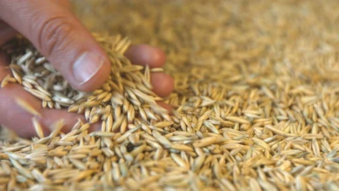 Oats in shell. Stockbeeldmateriaal 121975181