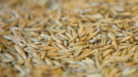 Oats in shell. Видео 121975281