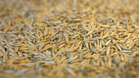 Oats in shell. Видео 121975311