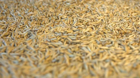 Oats in shell. Видео 121975322
