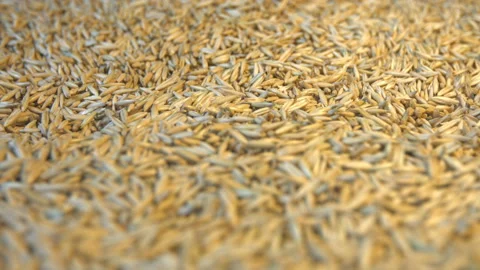 Oats in shell. Video stock 121975352