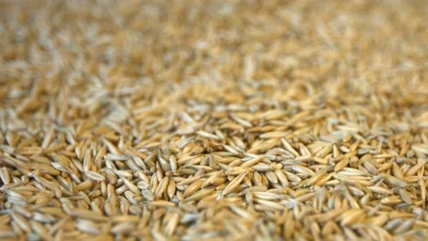 Oats in shell. Stock-Footage 121975355