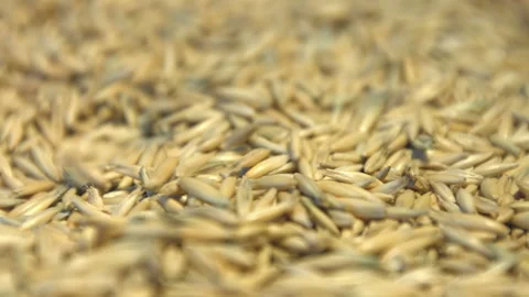 Oats in shell. Stock Footage 121975626