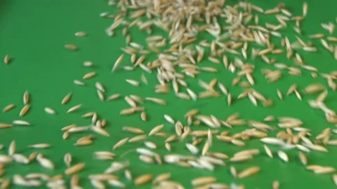 Oats in shell on green ecological background. Stock Footage 104049586