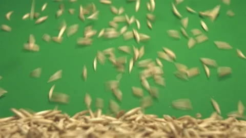 Oats in shell on green ecological background. Stock Footage 104049601