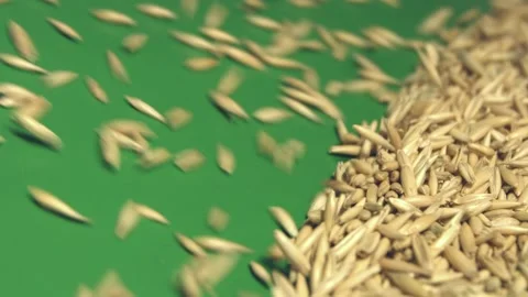 Oats in shell on green ecological background. Видео 104049646