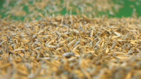 Oats in shell on green ecological background. Видео 121975385