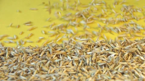 Oats in shell on yellow ecological background. Видео 104049567