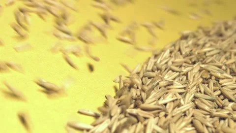 Oats in shell on yellow ecological background. Stockbeeldmateriaal 104049704